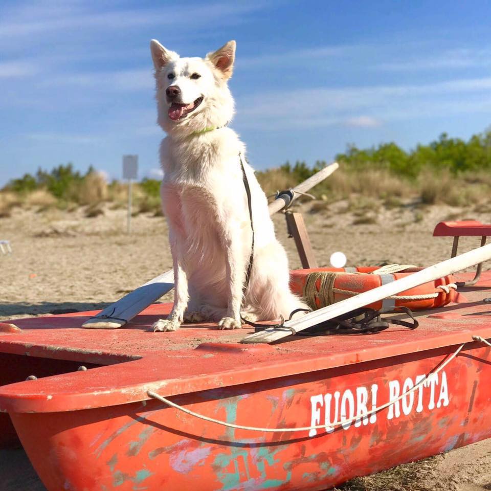 Cane in spiaggia sul pattino nell'area quattro zampe del Fuorirotta Beach Club