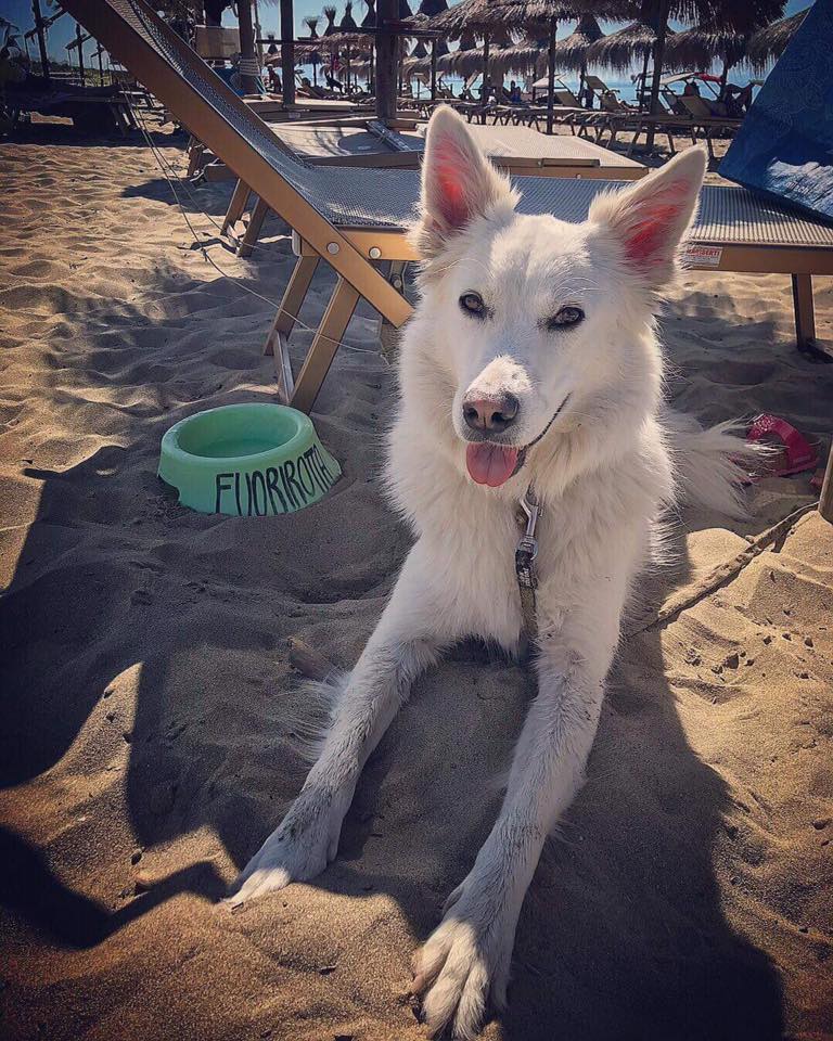 Cane nell'area dedicata ai quattro zampe del Fuorirotta Beach Club