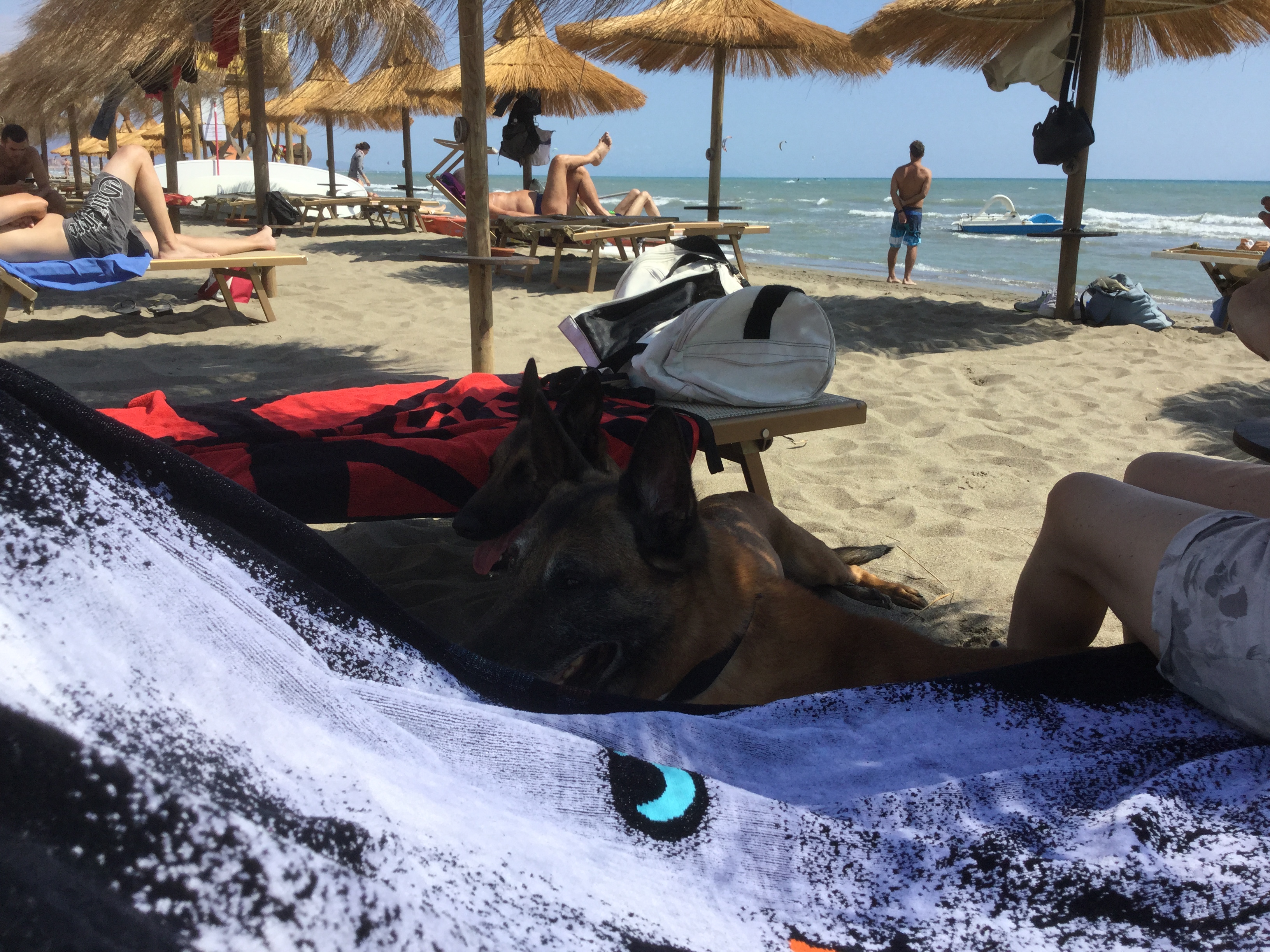 Cane in spiaggia nell'area quattro zampe del Fuorirotta Beach Club