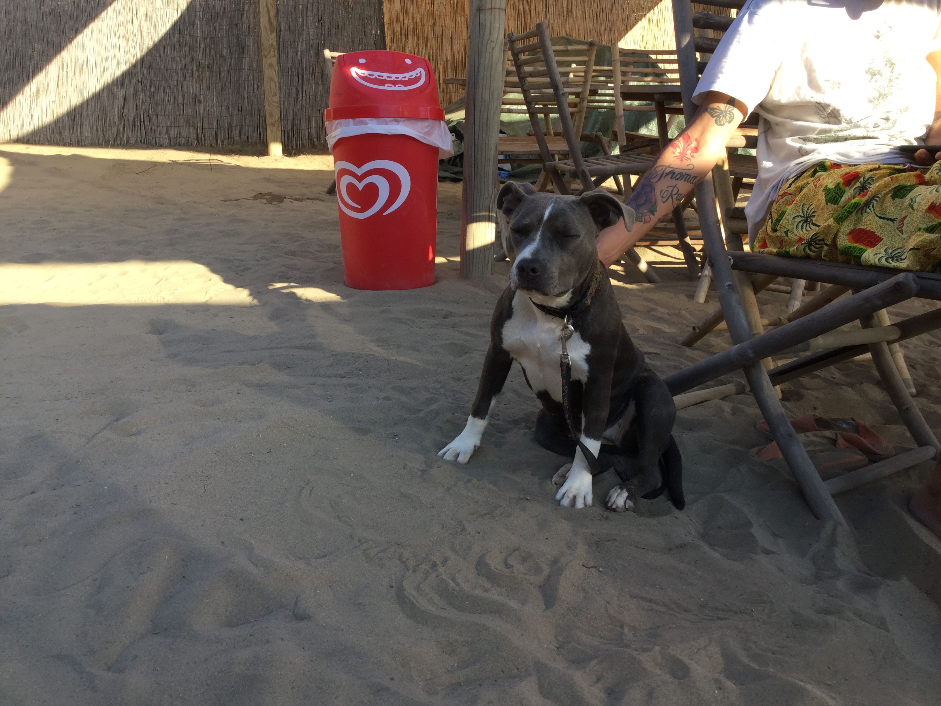 Cane che si gode la spiaggia nell'area dedicata del Fuorirotta Beach Club
