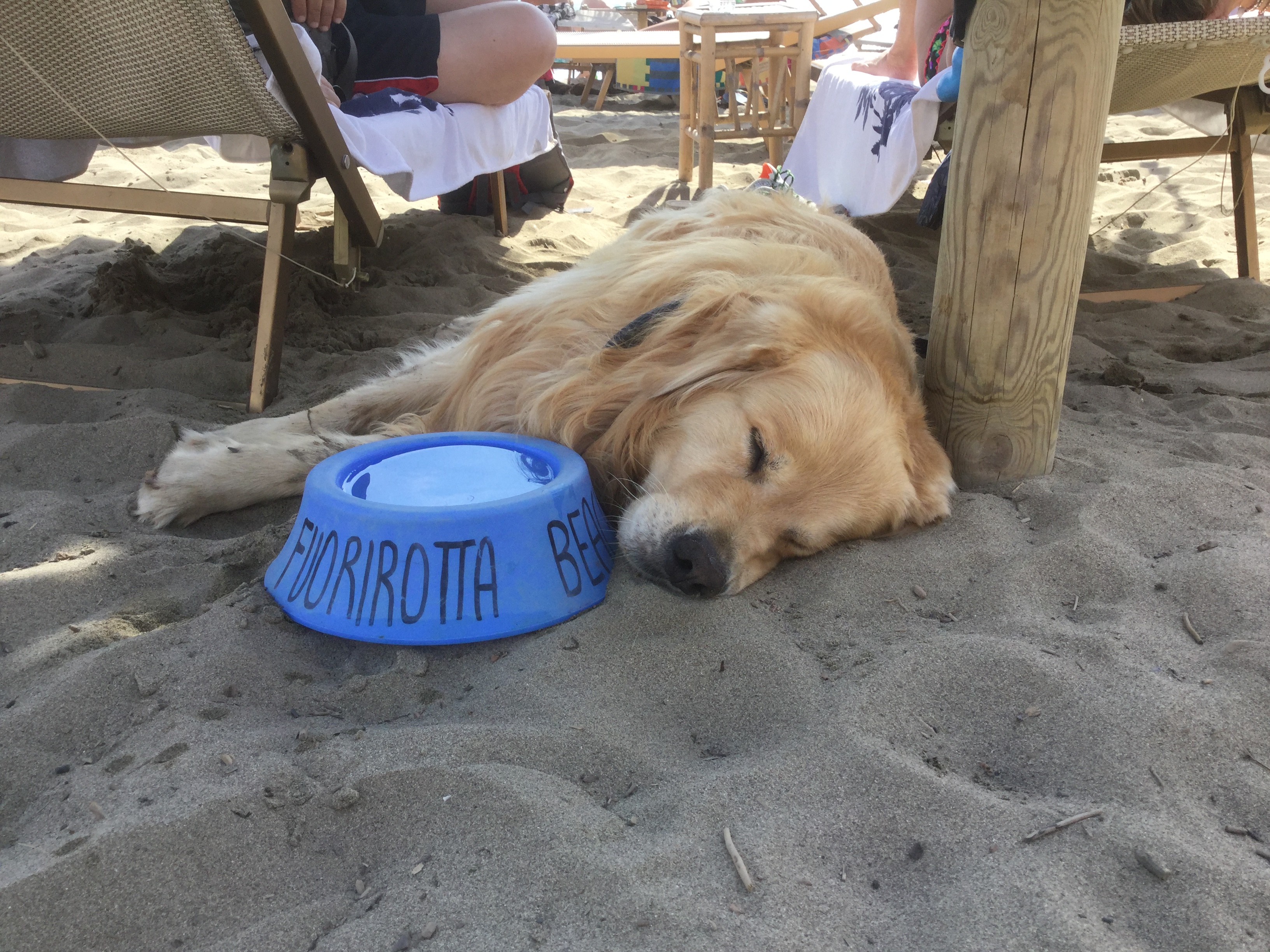 Cane al Fuorirotta Beach Club - Spiaggia dog-friendly Marina di Grosseto